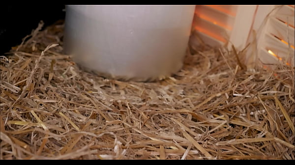 Nonton Ksu Colt - The Best Videos Of 2025 thumbnail