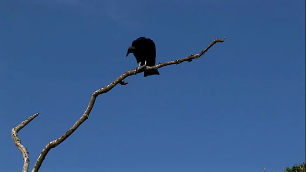 Nonton Tarra White Loves Sex By The Beach Just Like Aneta Keys thumbnail