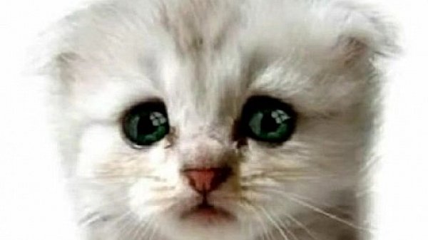 Aroused plaything tries to cum 