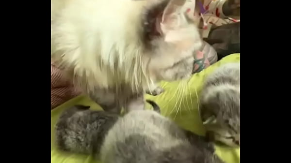 Nonton Rescued Pregnant Mia And Give Her Kittenzz A Good And Calm Life. thumbnail