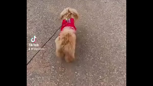 Nonton Early Morning Road Walk With Mah Baby Dogie thumbnail