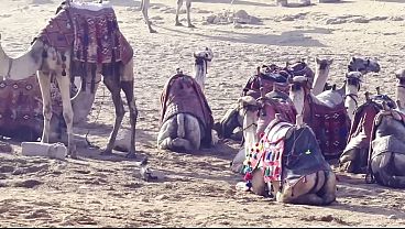 Trip to Great Pyramids of Giza VLOG SFW