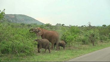 Nonton Slutty Ebony Hottie Slammed Rough On All Fours By Hung White Tourist In Camper Van thumbnail