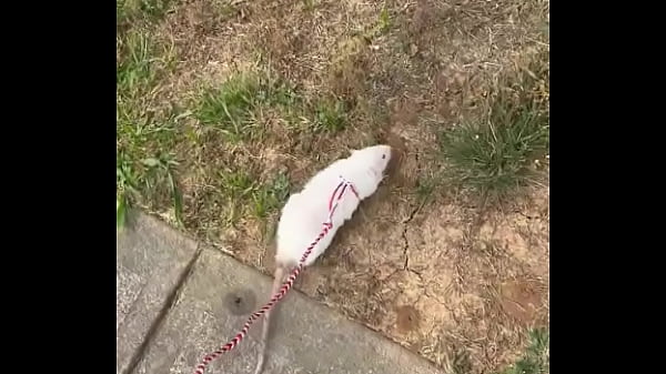 Go walk your ts or your dogs 