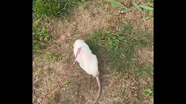 Go walk your ts or your dogs 