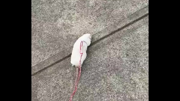 Nonton Go Walk Your Ts!! (or Your Dogs) thumbnail