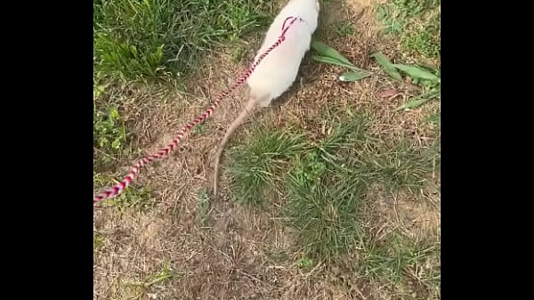 Go walk your ts or your dogs 