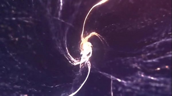 Play MP4 - Entrevista com Sarah Rosar