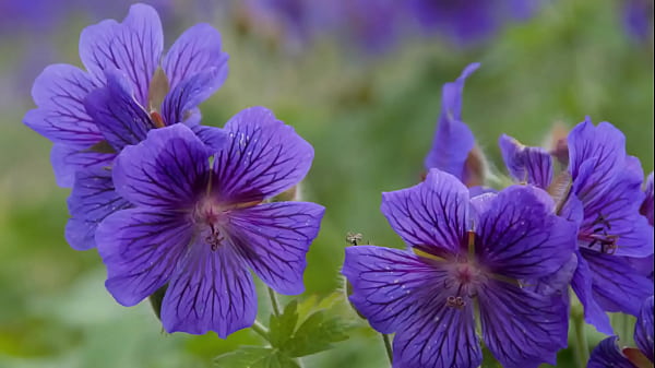 Nonton Verification Video thumbnail