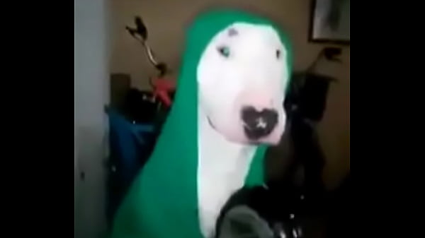 Play MP4 - cachorro se preparando pro rango gostoso