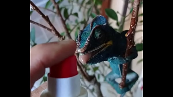 Nos 2 amours gaston le cameleon et josephine la lapine #animallove