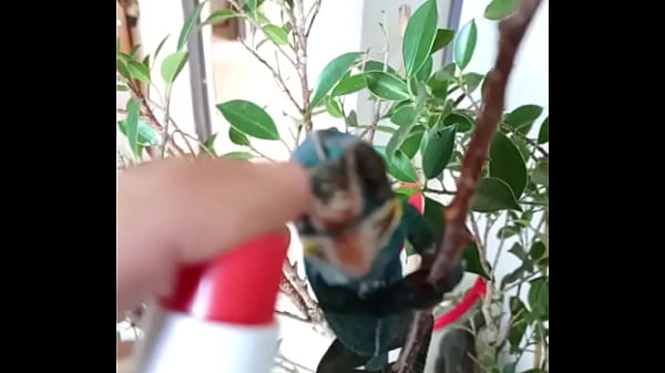 Nonton Nos 2 Amours, Gaston Le Cameleon Et Josephine La Lapine ?#animallove thumbnail