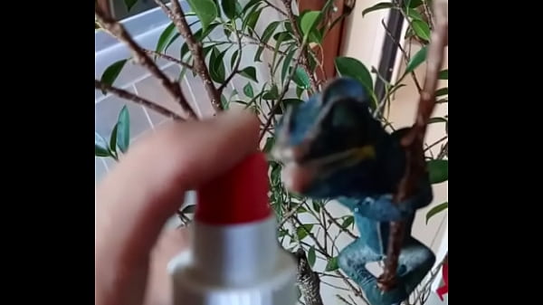 Nos 2 amours gaston le cameleon et josephine la lapine #animallove 