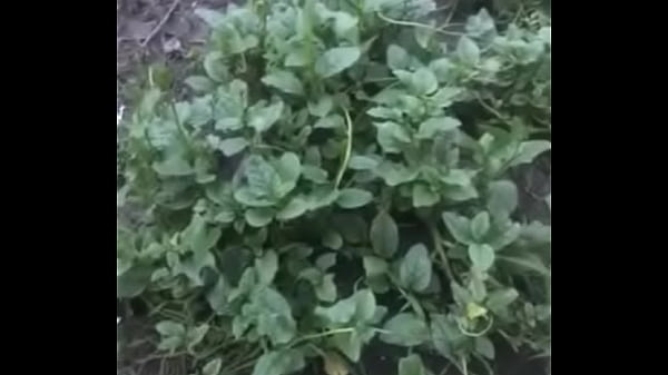 Video x&aacute;c minh 