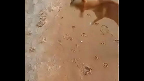 Play MP4 - Perro ladr&oacute;n