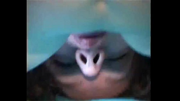 hairy amature couplefucking