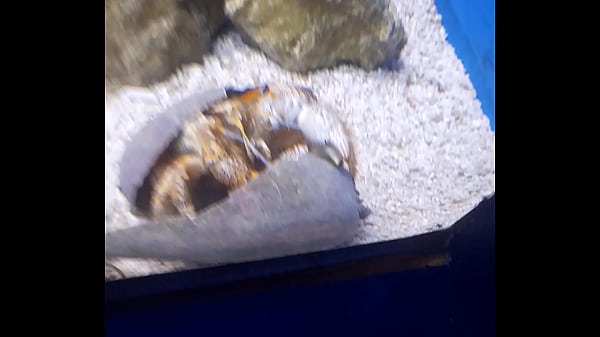 Nonton Verification Video thumbnail