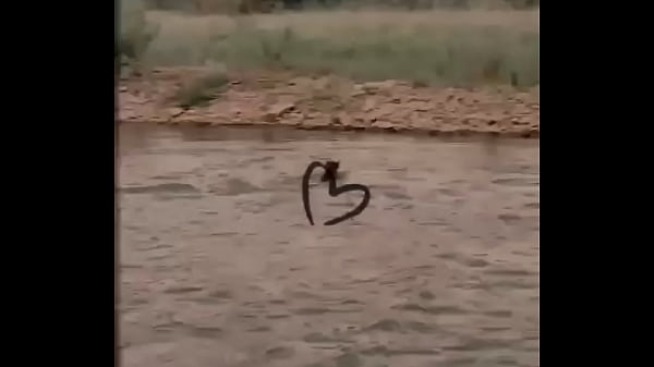 Video x&aacute;c minh 