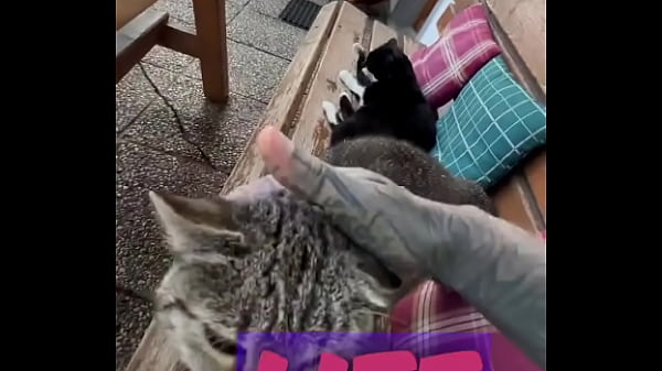 Running with lily lu filmz and the cat makes break time so sweet ️who&rsquo;s your favorite running companion #runn 