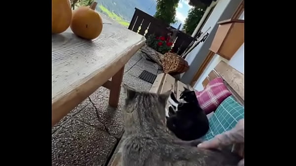 Running with lily lu filmz and the cat makes break time so sweet ️who&rsquo;s your favorite running companion #runn 