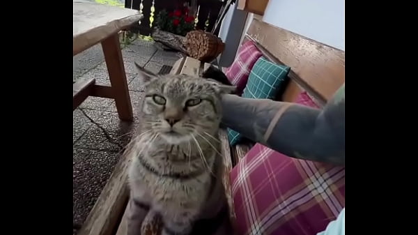 Running with lily lu filmz and the cat makes break time so sweet ️who&rsquo;s your favorite running companion #runn 