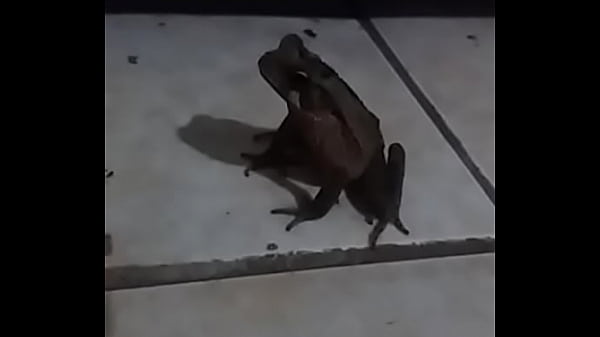 SAPO SAFADO PULANDO IGUAL PERERECA