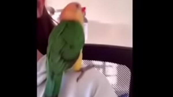 Compilado memes de animais 