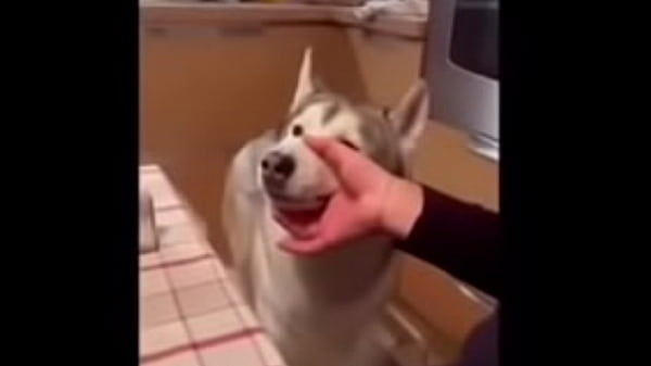 Nonton Compilado Memes De Animais thumbnail