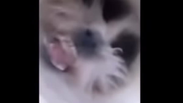 Compilado memes de animais 