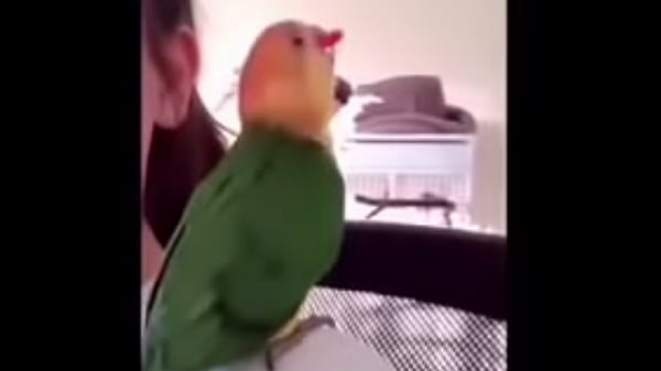 tente_não rirnivel facil