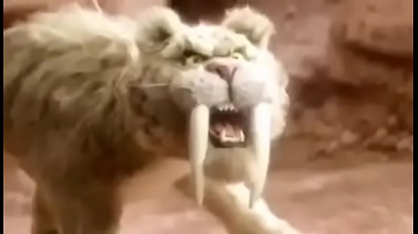 pika de jegue no cu do elefante 