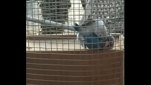 Pomba transmissora da doen&ccedil_a Criptococose fodendo como se n&atilde_o houvesse amanh&atilde_. By: Pedro Sarrador.