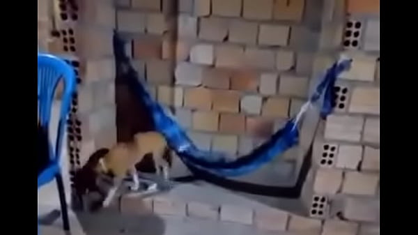 V&iacute;deo de verifica&ccedil;&atilde;o 