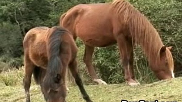 Hardcore Bareback Scene With Hot Latin 