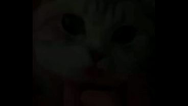 Nonton El Cat thumbnail