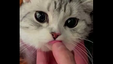 El cat