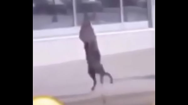 Perro bailando Fortnite
