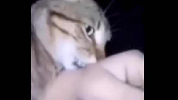 Gato se coje el brazo de un chileno la wea &eacute_pica