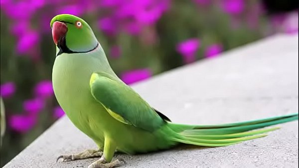 is video ko_jarur dekhe aankhe khol_dene walye video bahut_sundar hai