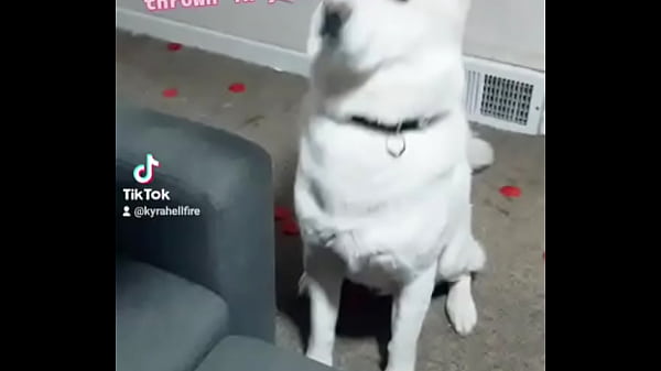 Nonton Bash Is Fluffing Tired Of #valentinesday ! thumbnail