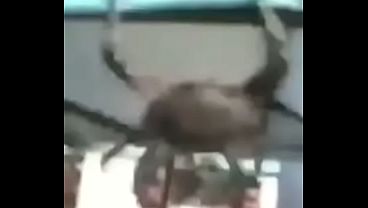 Didi 