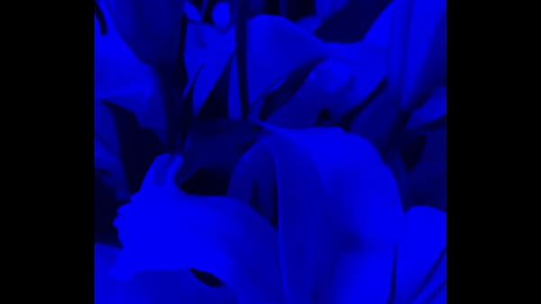 Nonton I Have Lilies In My Room Now#flowers thumbnail