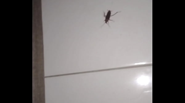 Insect with curt cobain 