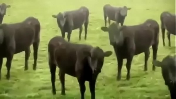 VAQUINHAS SAFADAS DANÇANDO