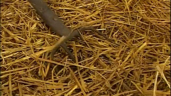 ROBERT ROSENBERG XVIDEOS 05 