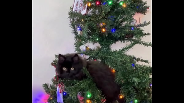 Merry christmas from the little terrorist 