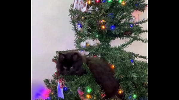 Merry christmas from the little terrorist