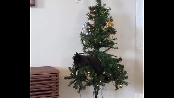 Nonton Merry Christmas From The Little Terrorist thumbnail