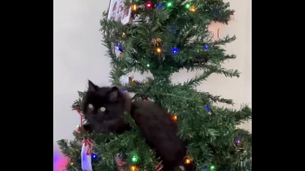 Merry christmas from the little terrorist 