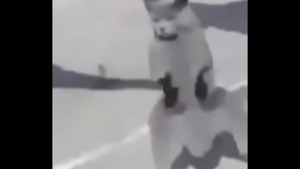 Gato dando sus pasos prohibidos bien paja 